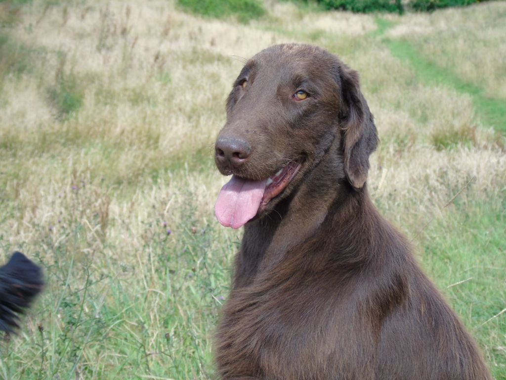 Bielsko red and black retriever