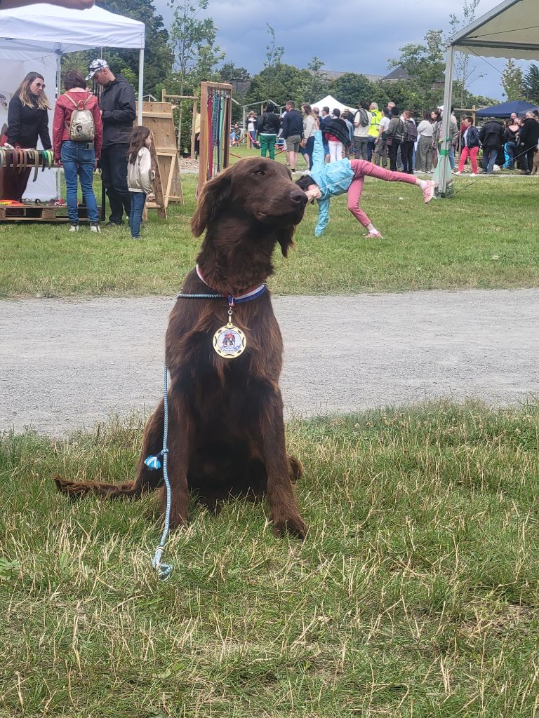 Bielsko red and black retriever