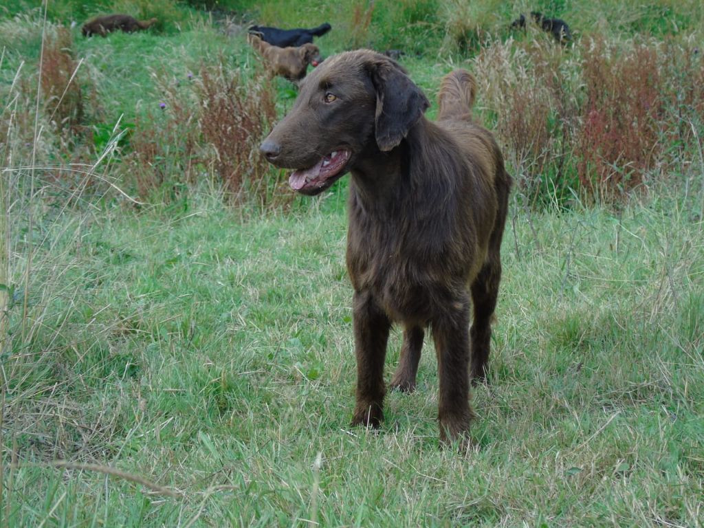 Bielsko red and black retriever