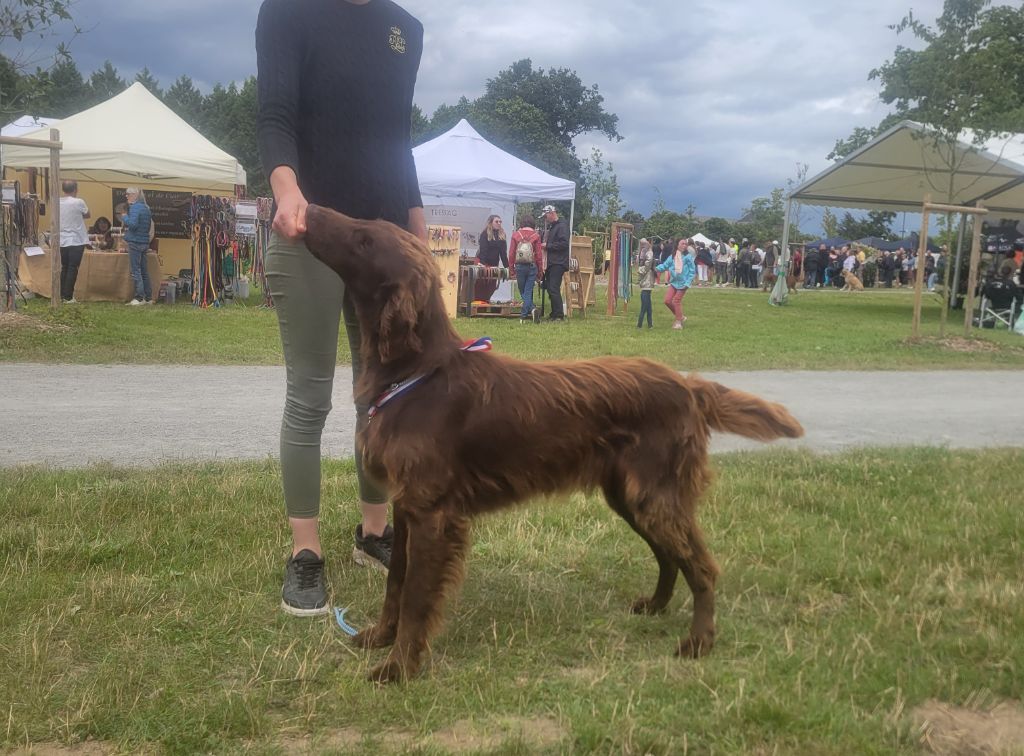 Bielsko red and black retriever