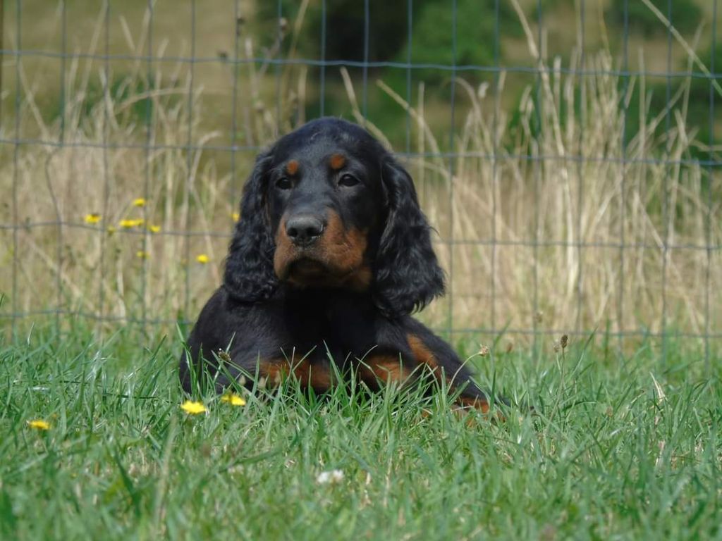 Uguette the queen Du Domaine De Phoebapooros