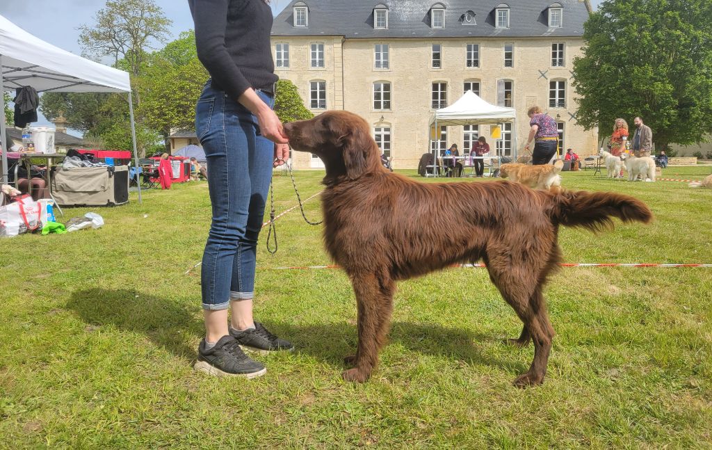 Bielsko red and black retriever