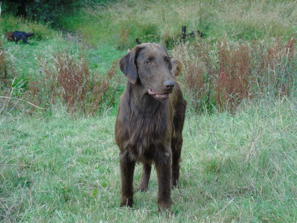 Bielsko red and black retriever