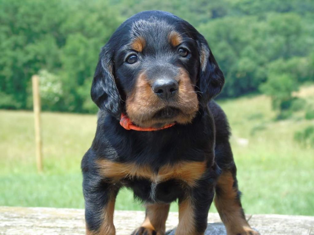 chiot Setter Gordon Du Domaine De Phoebapooros