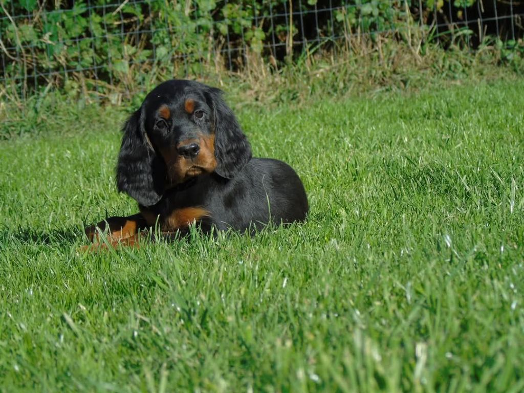 Du Domaine De Phoebapooros - Chiot disponible  - Setter Gordon