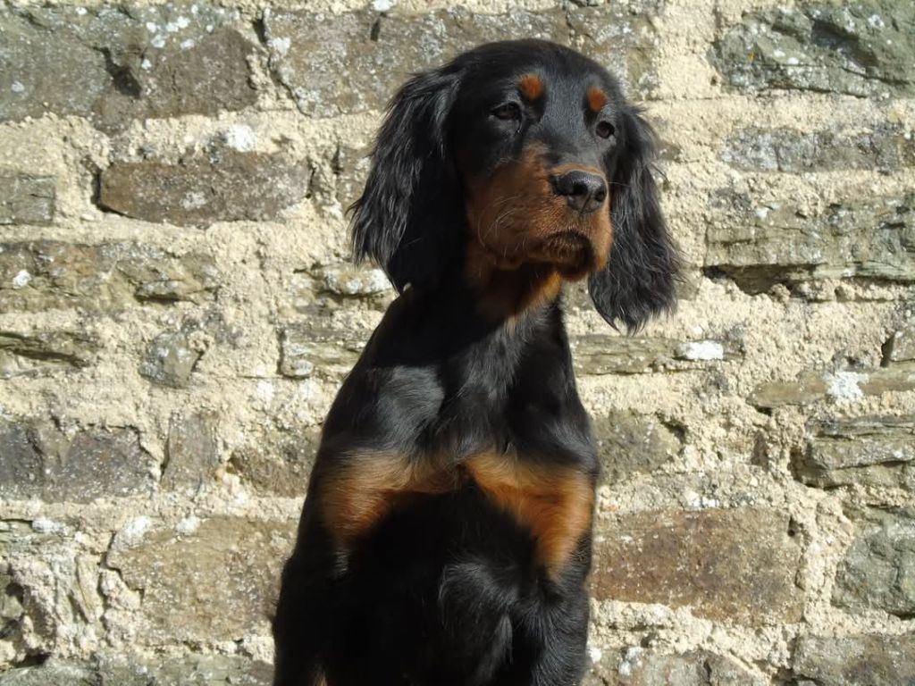 Du Domaine De Phoebapooros - Chiot disponible  - Setter Gordon