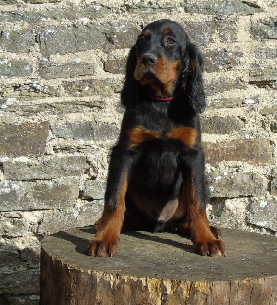 chiot Setter Gordon Du Domaine De Phoebapooros