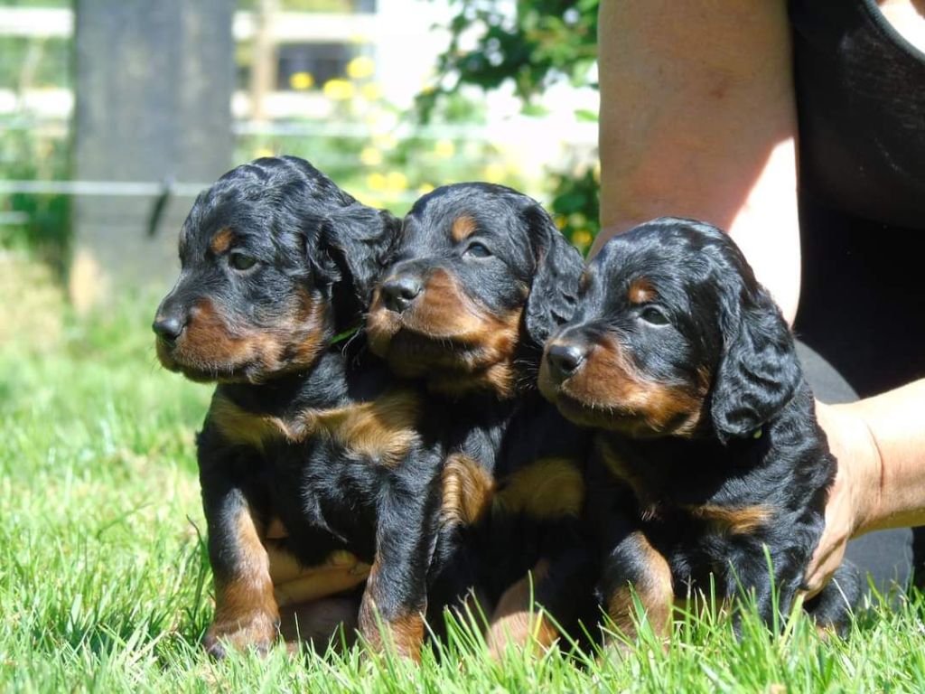 chiot Setter Gordon Du Domaine De Phoebapooros