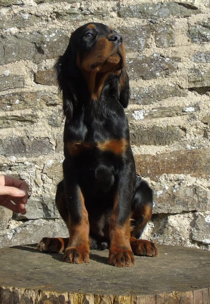 Du Domaine De Phoebapooros - Chiot disponible  - Setter Gordon