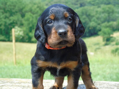 Du Domaine De Phoebapooros - Setter Gordon - Portée née le 17/05/2023