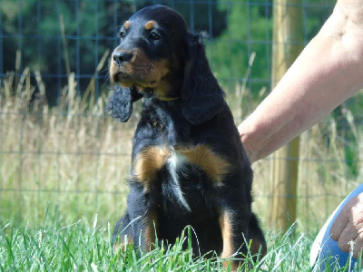 CHIOT collier jaune 