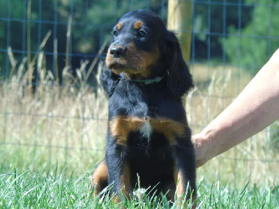 CHIOT collier bleu