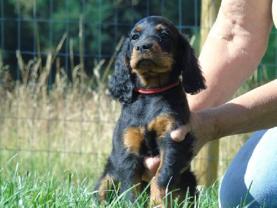 CHIOT collier rouge 