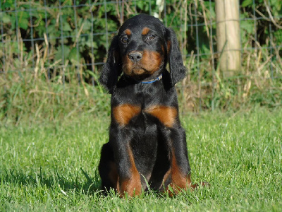 Monsieur bleu foncé 