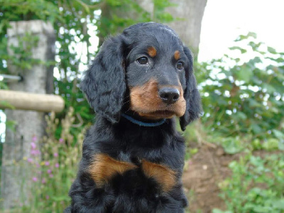 CHIOT collier bleu foncé