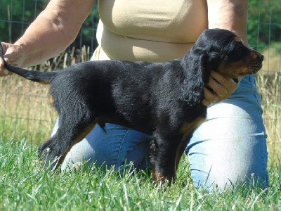 CHIOT collier bleu