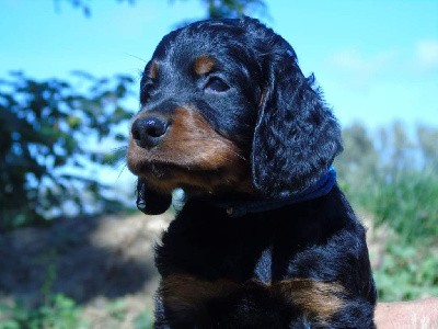 CHIOT collier bleu foncé