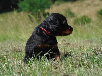 CHIOT collier rouge 