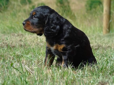 CHIOT collier jaune 