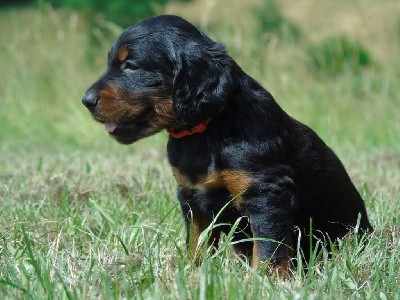 CHIOT collier orange