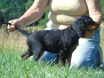 CHIOT collier jaune 