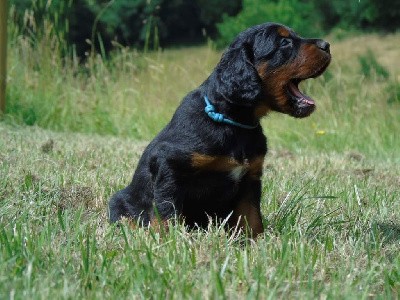 CHIOT collier bleu