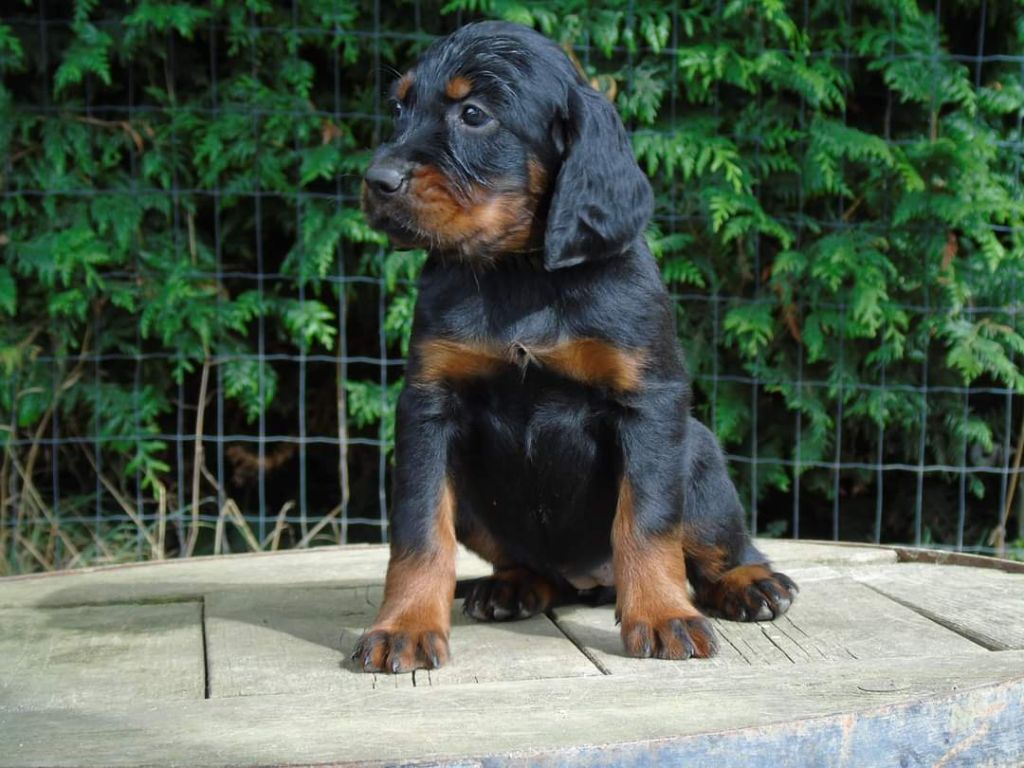 Du Domaine De Phoebapooros - Chiot disponible  - Setter Gordon