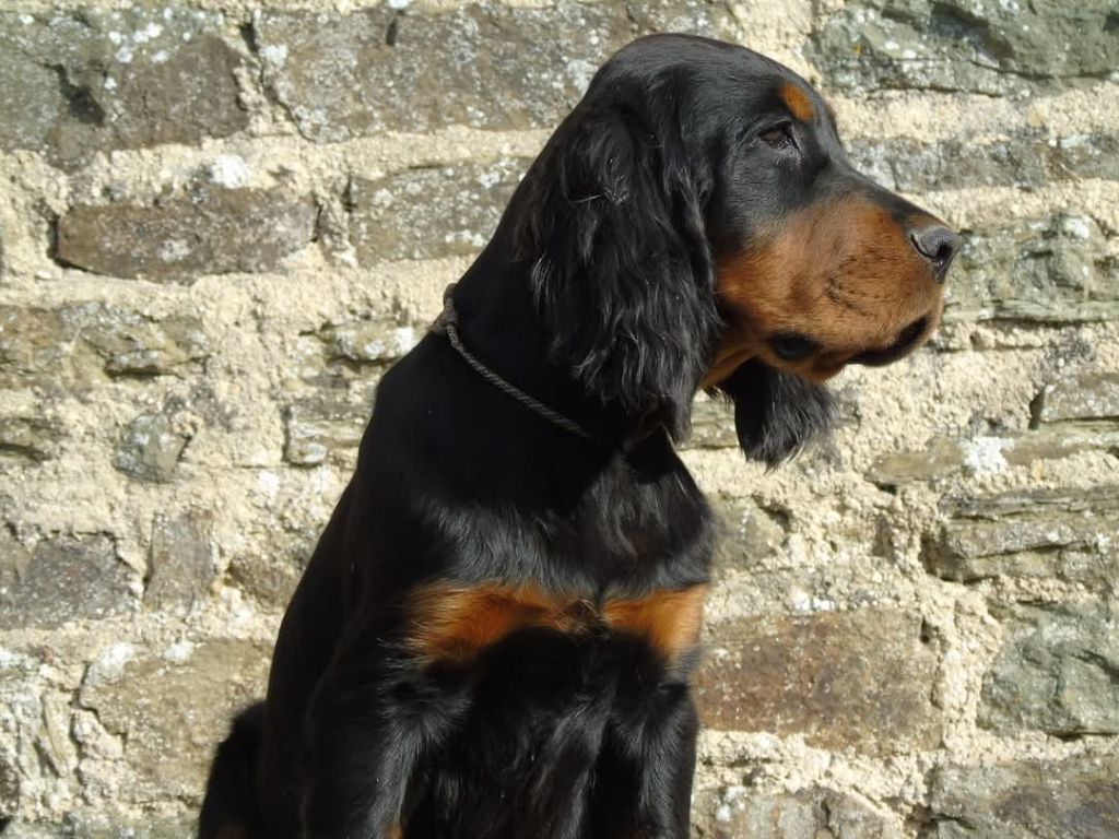 chiot Setter Gordon Du Domaine De Phoebapooros