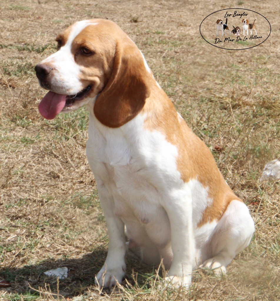 Pourquoi pas Du Mas De La Hillane