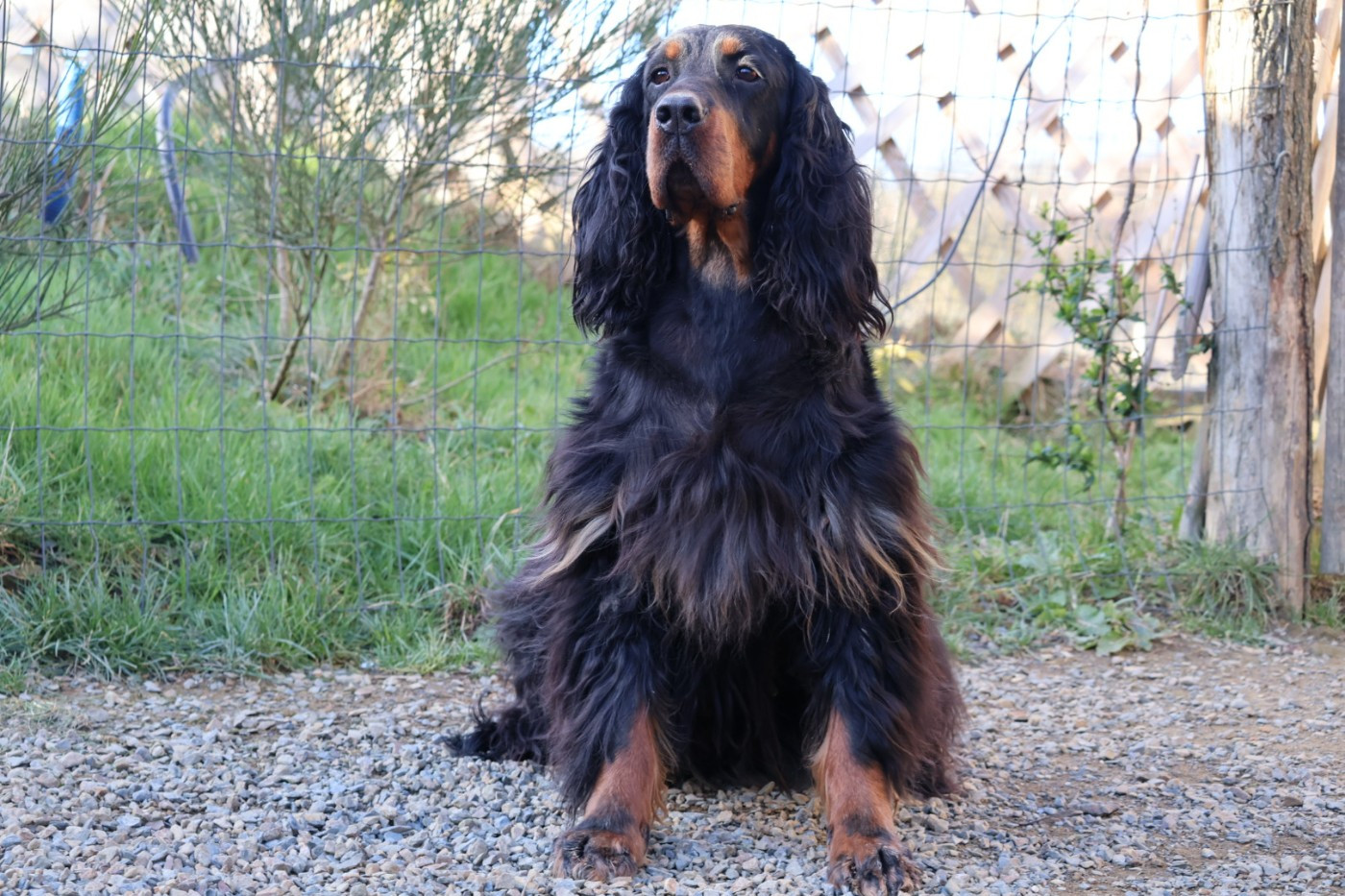 gordon empire Iron head nao