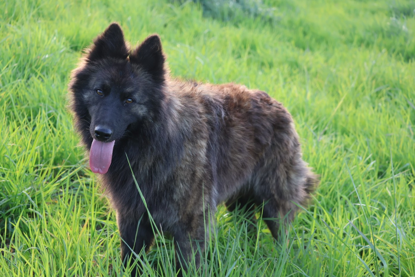 Vida mia Legend'of Ki Breizh