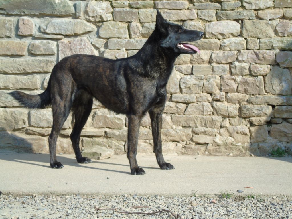 Sierra de la Pommeraie des Loups