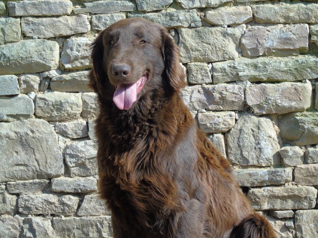 Bielsko red and black retriever
