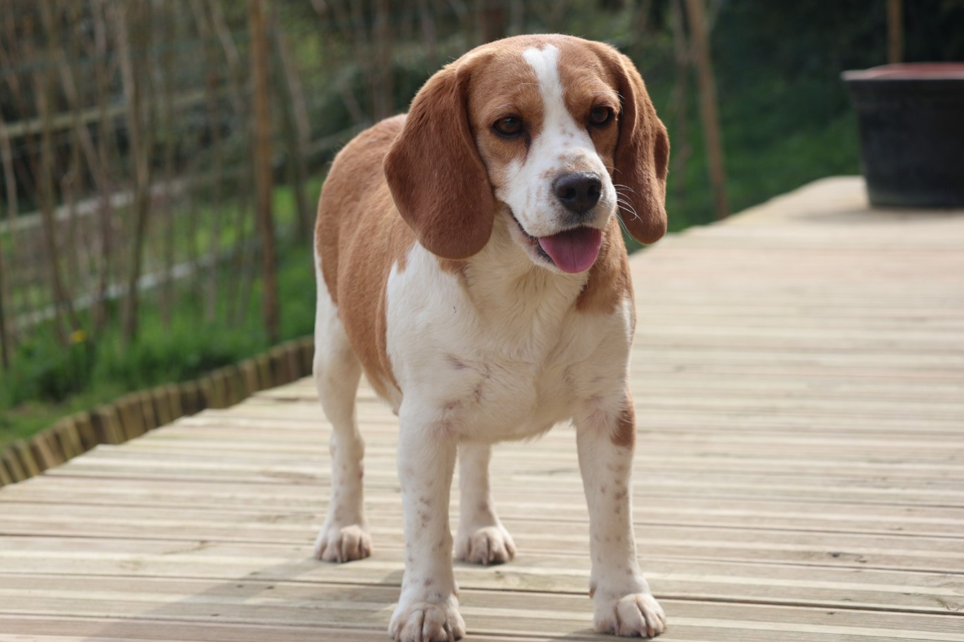 Una Du Paradis d'Anais