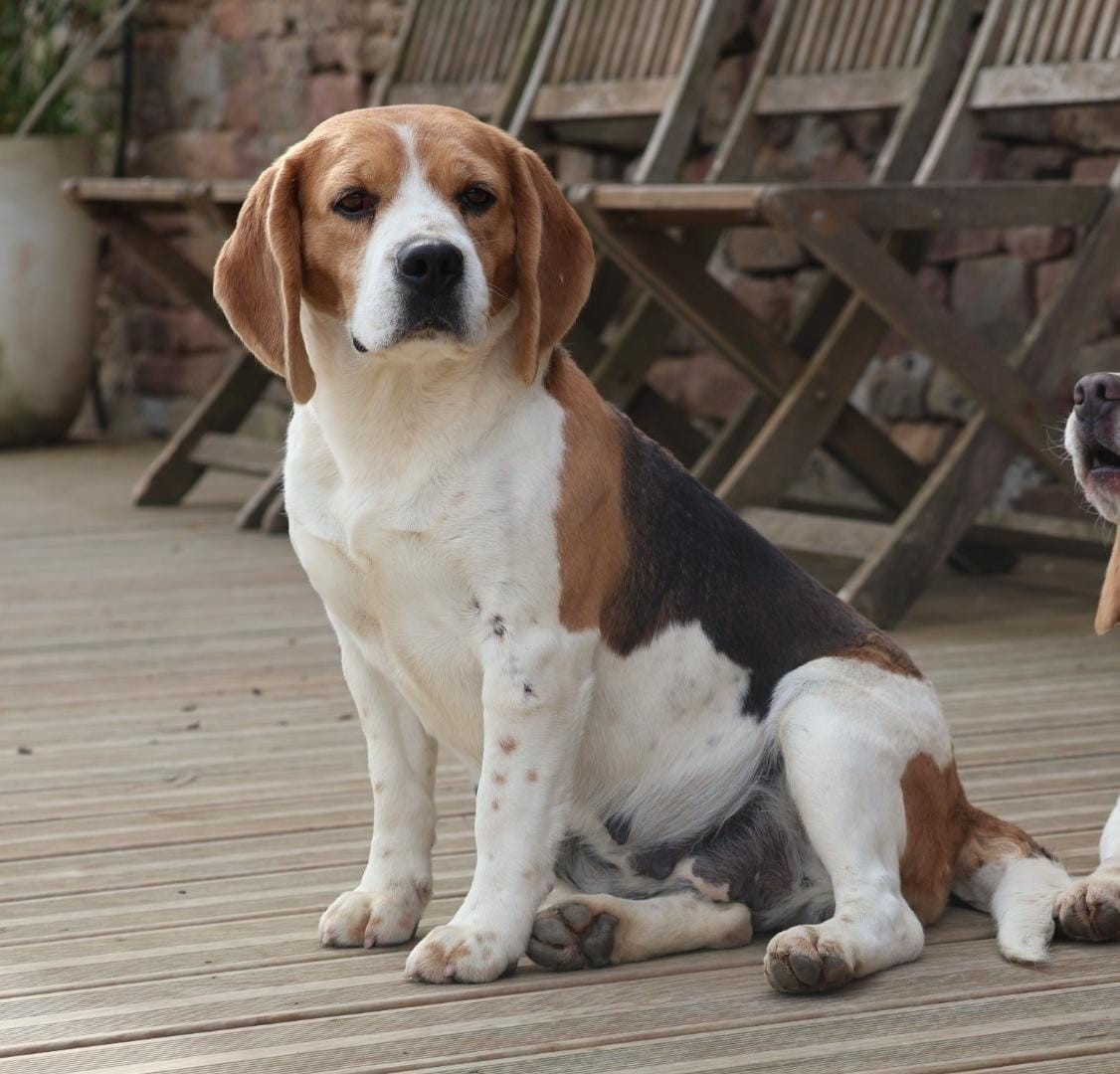 Rikiki De Goute Agude