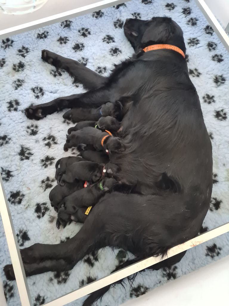 Nos chiots 