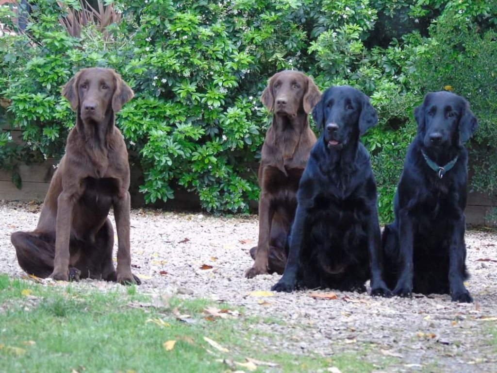Nos chiens 