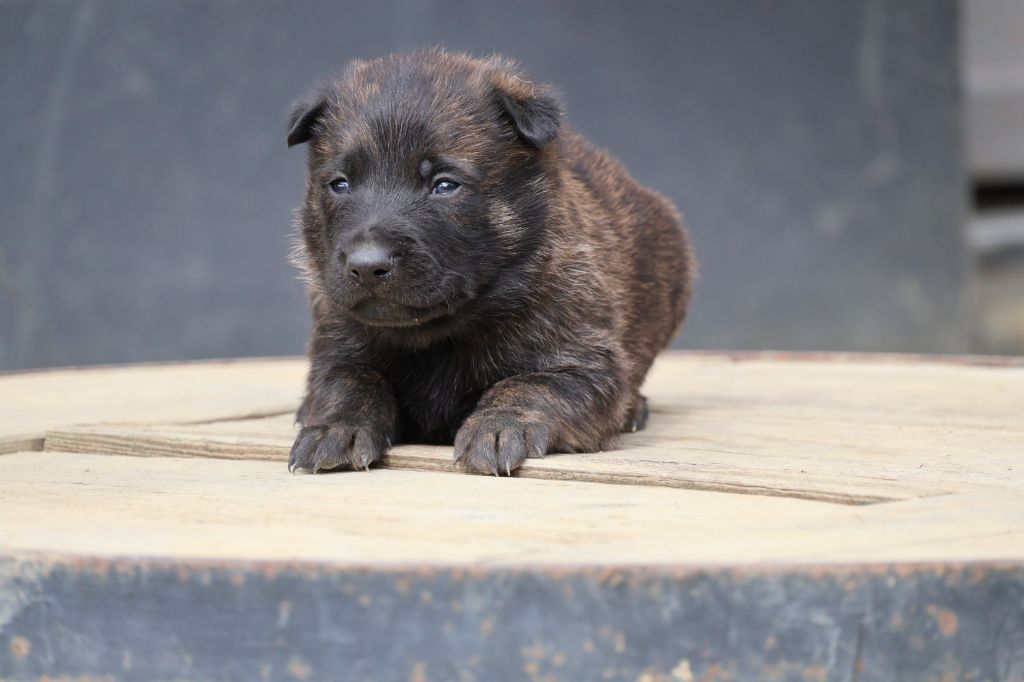 Chiot Berger hollandais Du Domaine De Phoebapooros