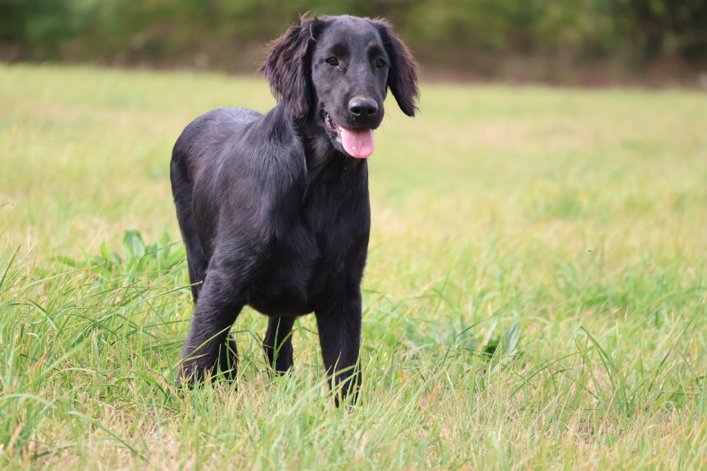 Du Domaine De Phoebapooros - Flat Coated Retriever - Portée née le 19/04/2025