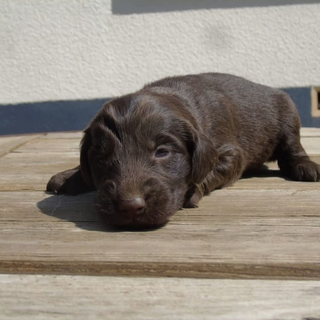 Du Domaine De Phoebapooros - Chiots disponibles - Flat Coated Retriever