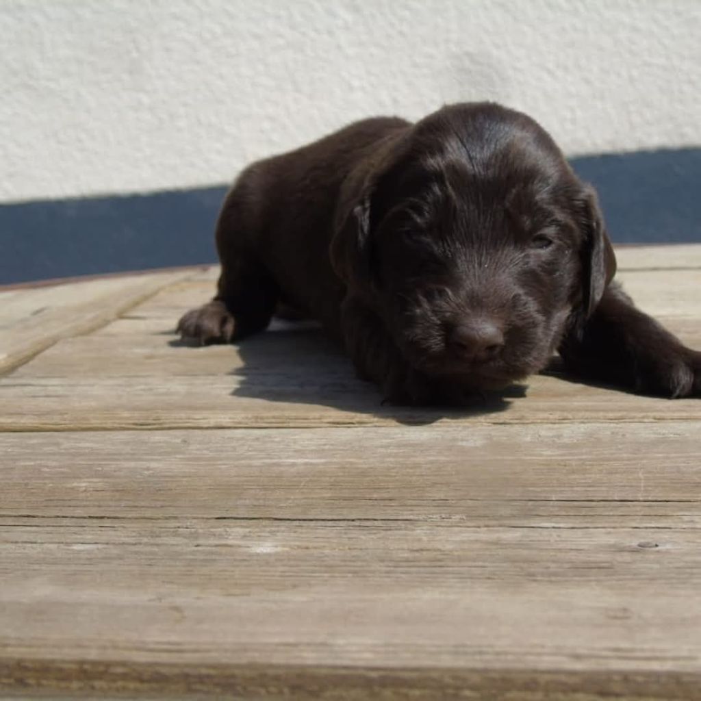 Du Domaine De Phoebapooros - Chiots disponibles - Flat Coated Retriever