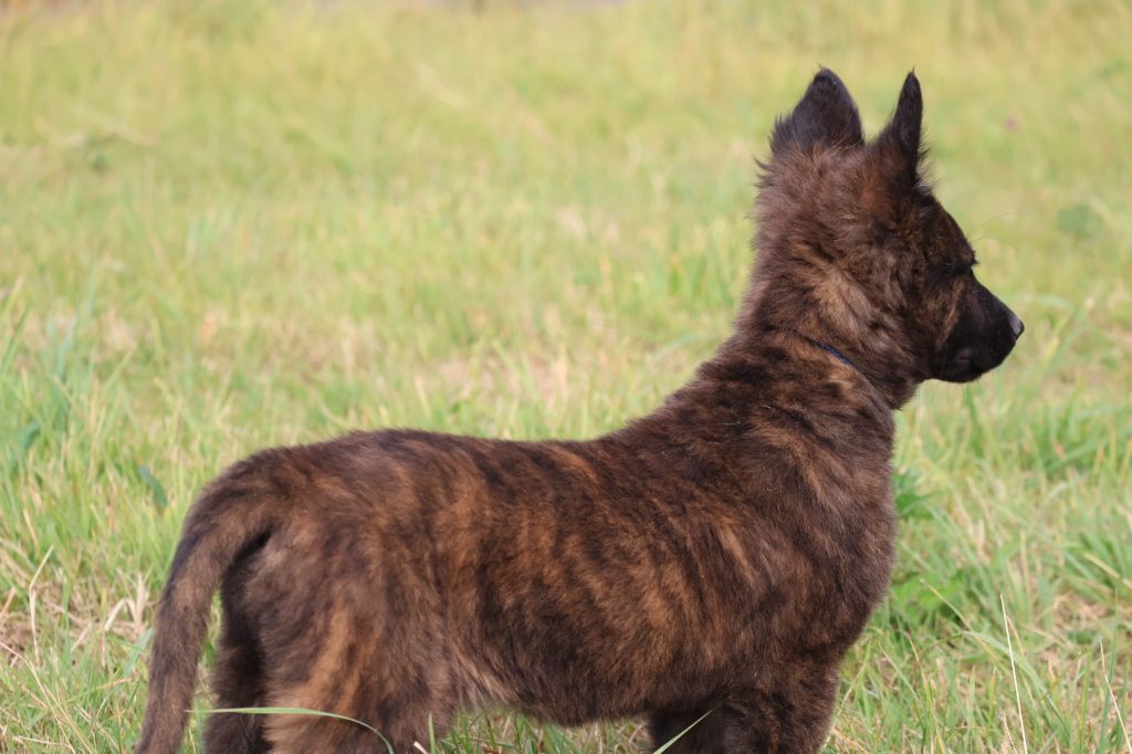 Du Domaine De Phoebapooros - Chiots disponibles - Berger hollandais