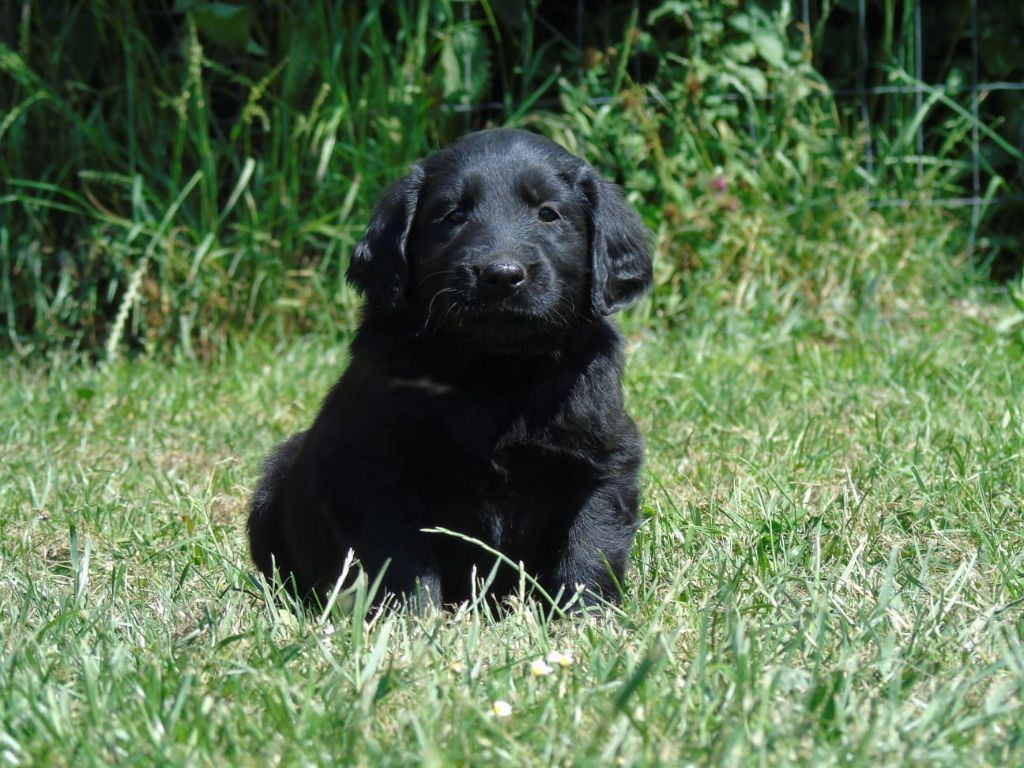 Du Domaine De Phoebapooros - Chiots disponibles - Flat Coated Retriever