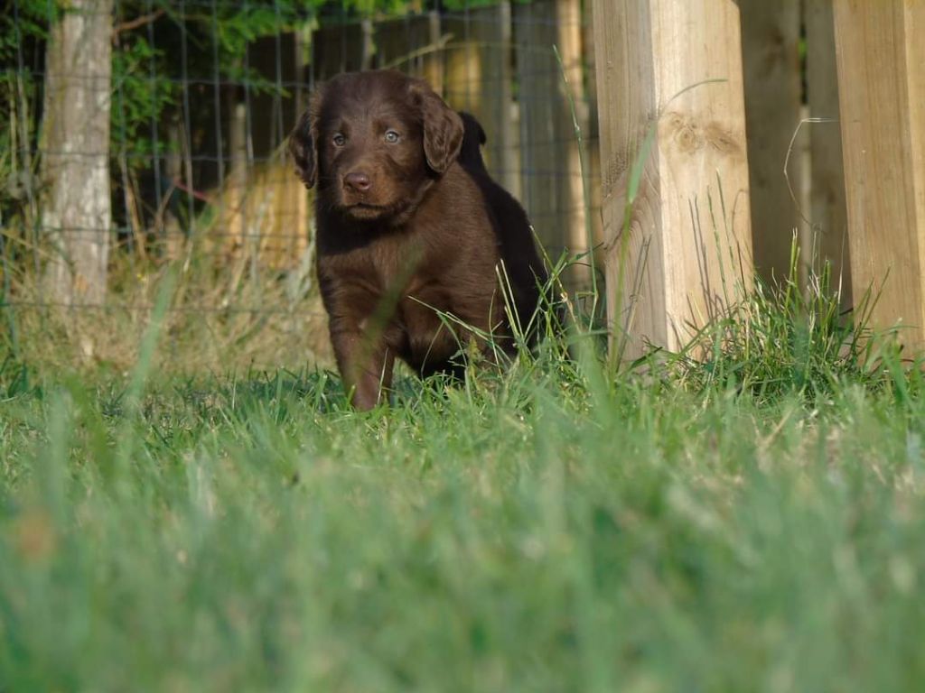 Du Domaine De Phoebapooros - Flat Coated Retriever - Portée née le 23/05/2023