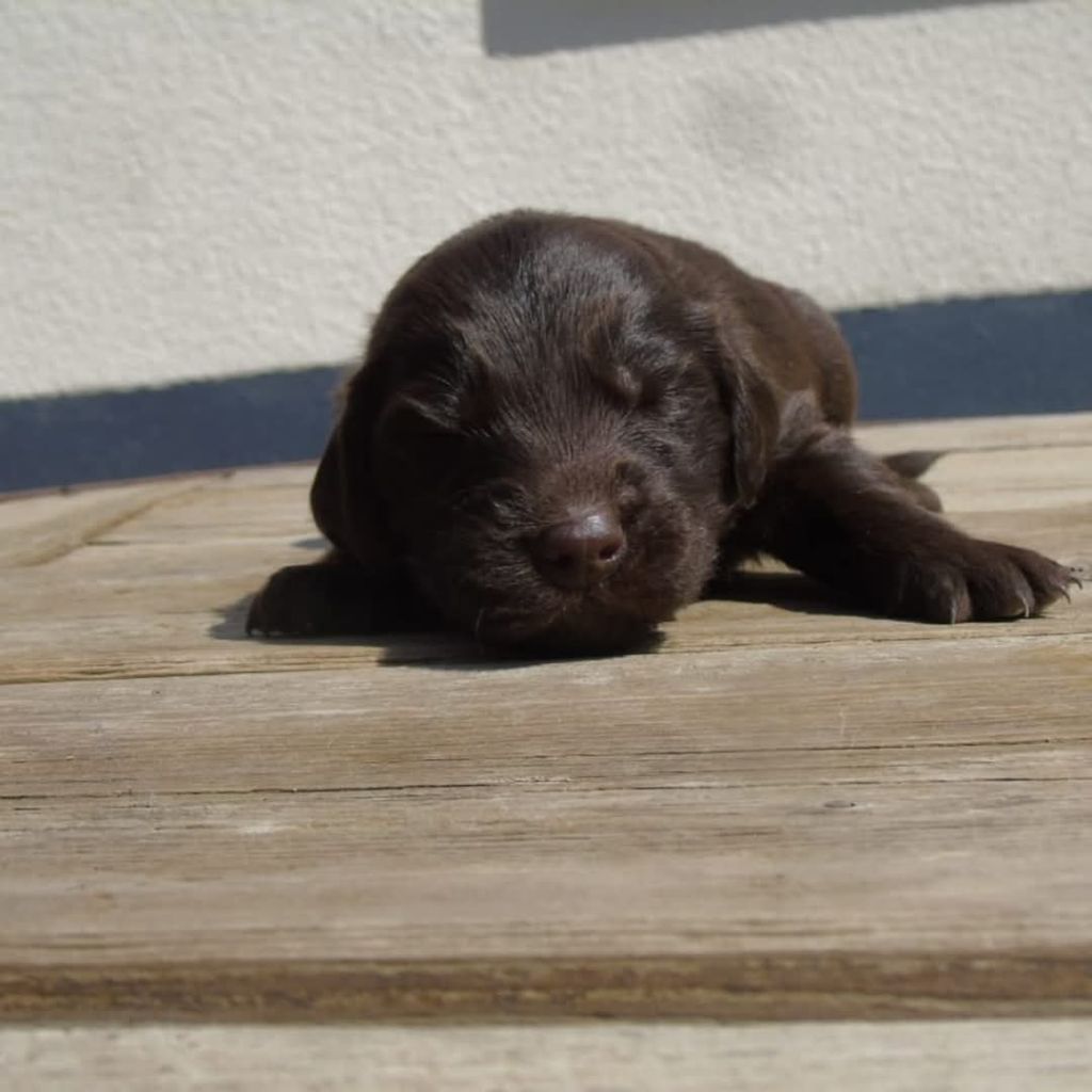 Du Domaine De Phoebapooros - Chiots disponibles - Flat Coated Retriever
