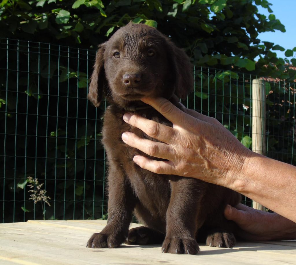 Du Domaine De Phoebapooros - Chiots disponibles - Flat Coated Retriever