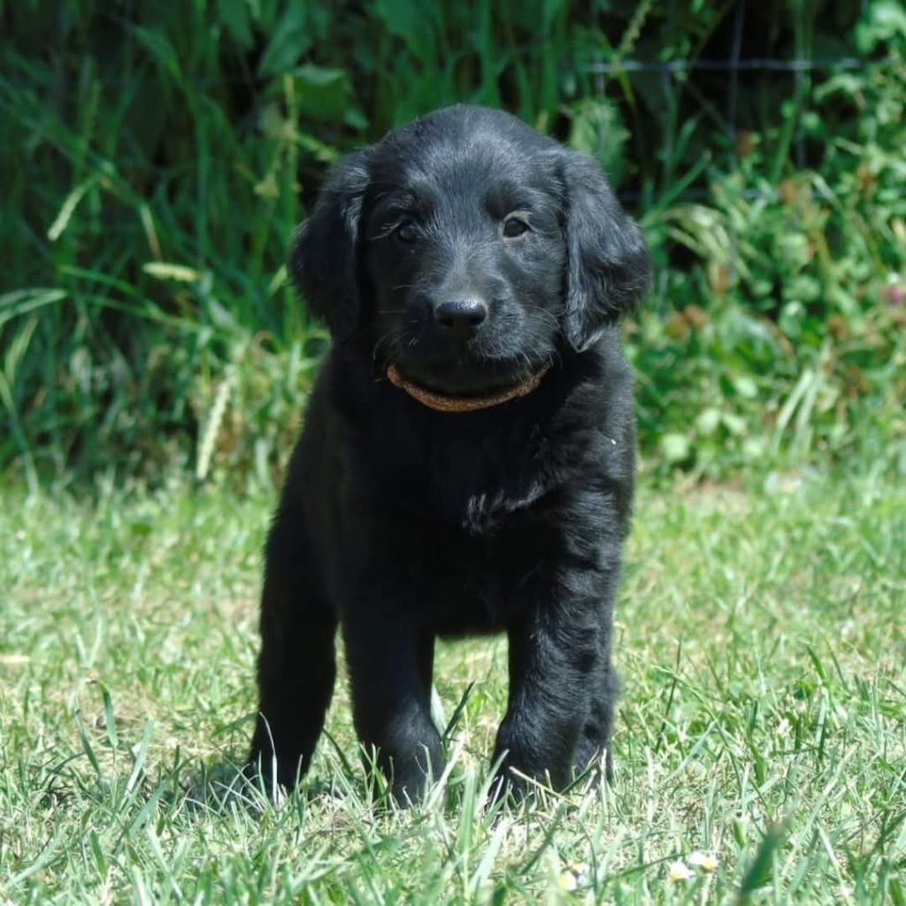 Du Domaine De Phoebapooros - Chiots disponibles - Flat Coated Retriever