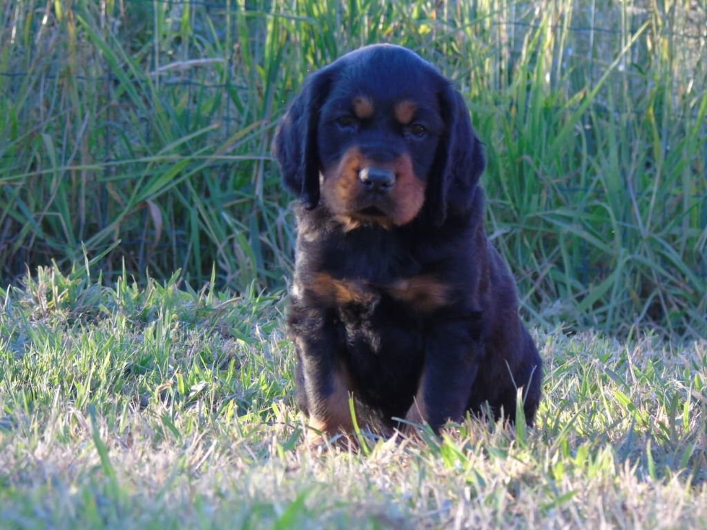 Du Domaine De Phoebapooros - Chiots disponibles - Setter Gordon