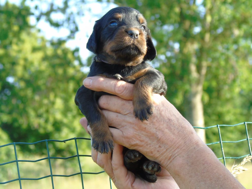 Du Domaine De Phoebapooros - Chiots disponibles - Setter Gordon