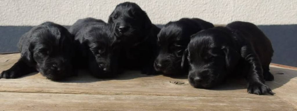 Du Domaine De Phoebapooros - Flat Coated Retriever - Portée née le 15/04/2025